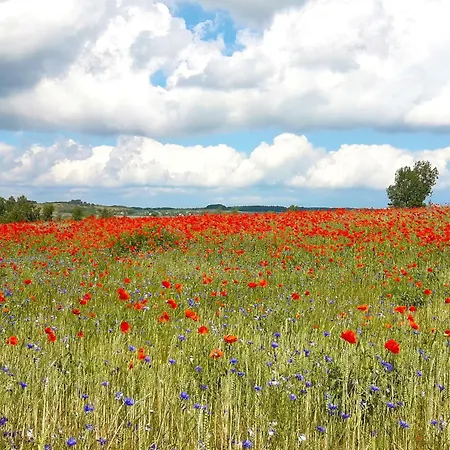 Preetz 1a - Idylle Unter Reet 컨트리하우스 Burtevitz